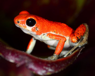 orange frog