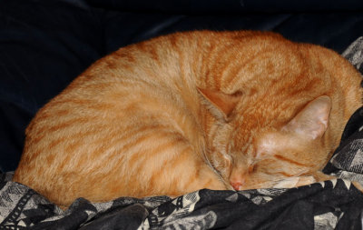 Cat napping with Petals