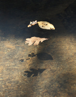 Leaves floating in stream, Harris, Arkansas