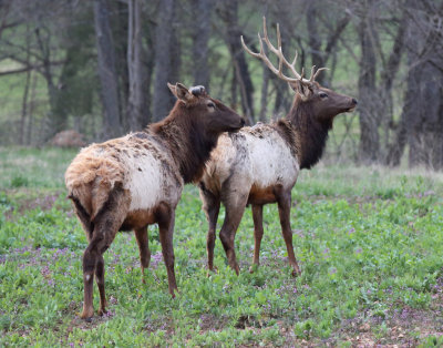 Elk 