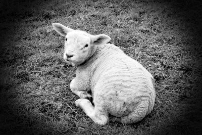 Spring Lamb