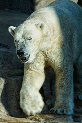 BEar Happy