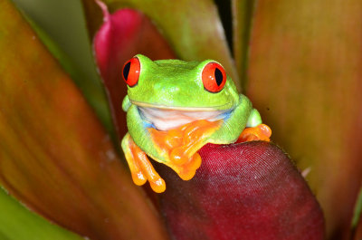 O - Red Eyed Frog