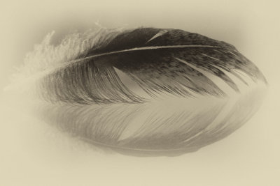 Feather on Glass