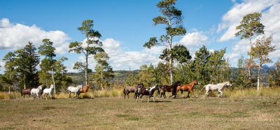 Wyoming Horses.jpg