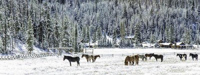 January 2014 - Winter - Winter On The Ranch - Carolyn Fox