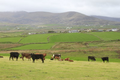A View of an Irish Farm