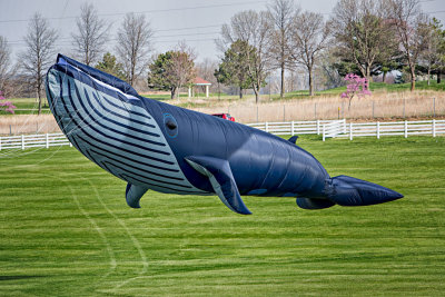 A Whale of a Kite