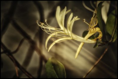 Honeysuckle Flowers