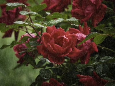L - Rainy Day Roses
