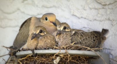 Mourning dove (Zenaida macroura) family