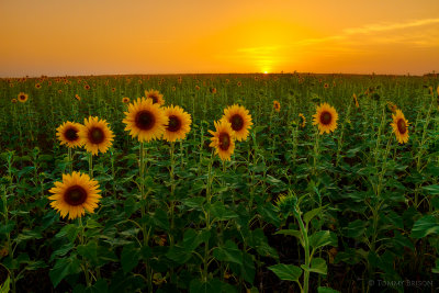 Sunflowers_TommyBrison_3