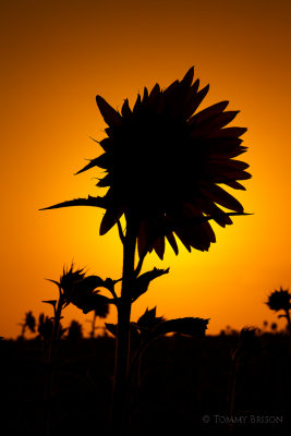 Sunflowers_TommyBrison_2
