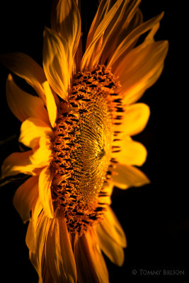Sunflower Field Outing - July 2014