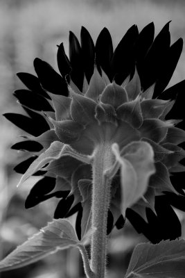 Sunflower5-Terri Morris