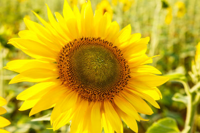 Sunflower2-Terri Morris