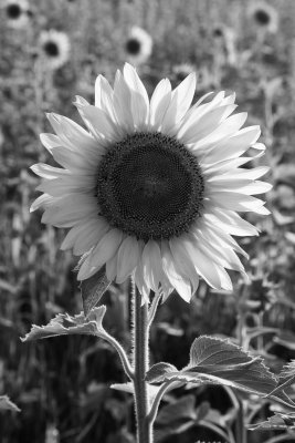 Sunflower1-Terri Morris