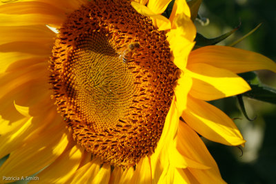 Pollen Collector on Sunflower