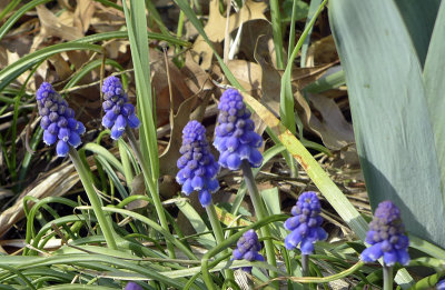J - Grape Hyacinth