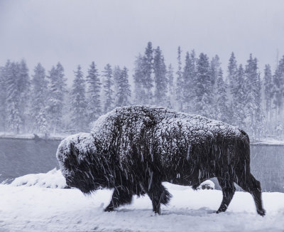 Bison In The Snow.jpg