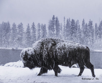Bison in the Snow