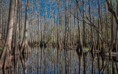 February 2015 - Reflections - Cypress Mangrove - Ray Rosewall