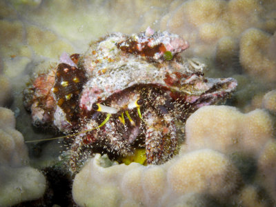 B - Hermit Crab