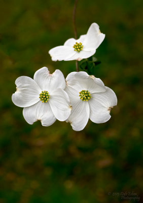 Dogwood