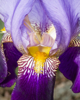 Iris (L)