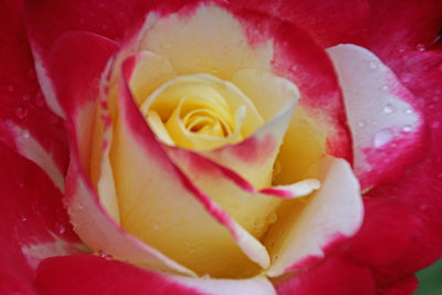 multicolored rose.jpg