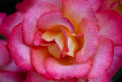 rose macro.jpg