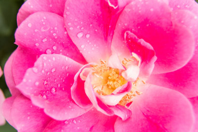 Pink Rose with Droplets