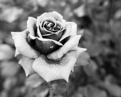 Rose in Black and White