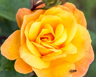Yellow Rose with Visitor