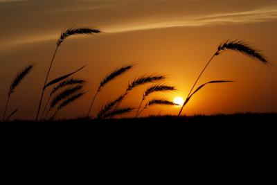Tallgrass Under the Setting Sun