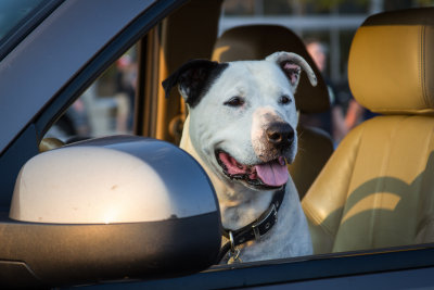 Cruising with the Big Dogs