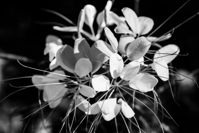 Black and White Spider Flower - Terri Morris