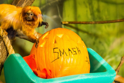 Zoo Pumpkin Smash Nov 2015