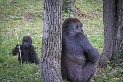 Who said gorillas aren't cute!