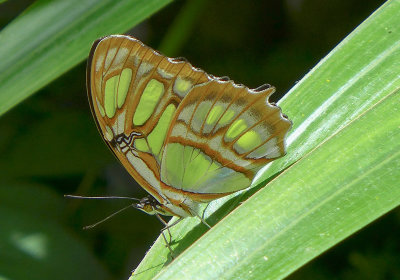 Malachite butterfly, Powell Gardens - Pete Doyle