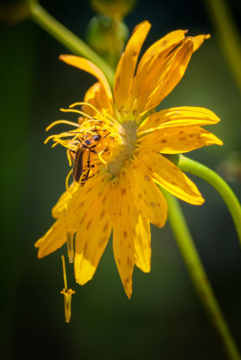 Sunny Beetle