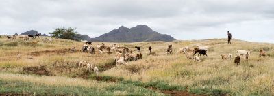 Goats-Cape Verde