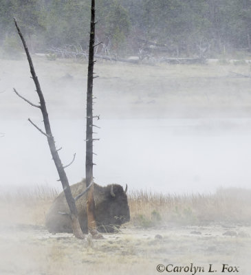 Bison in the Mist