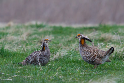 GreaterPrairieChickensPattyS