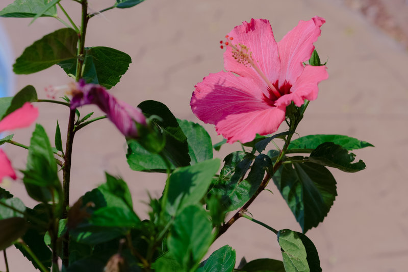 Hibiscus