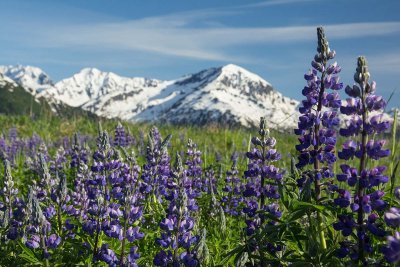 Turnagain Lupine #7 Seller