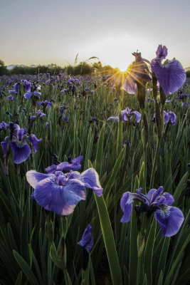 Iris Sunrise