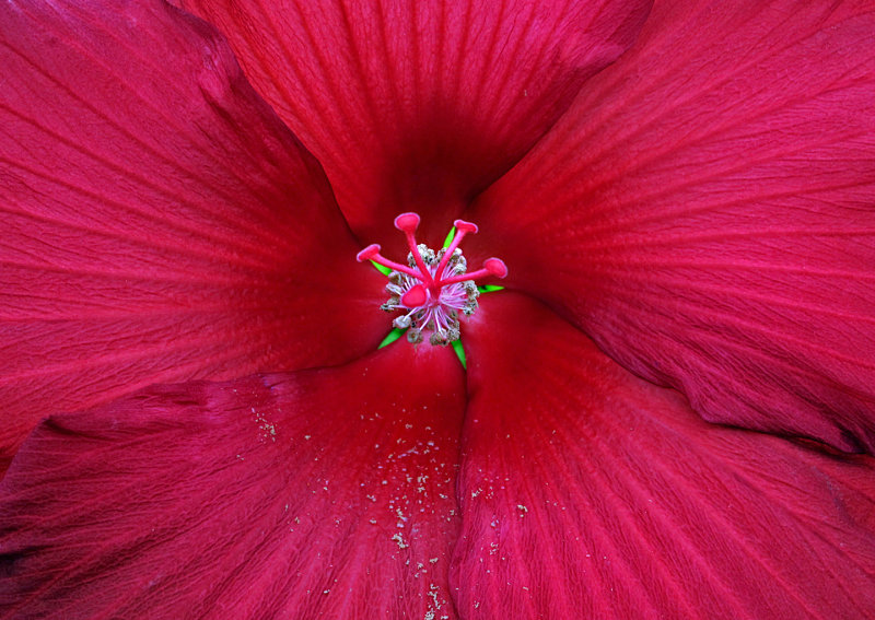 Hibiscus - 5