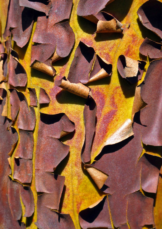 Madrona Bark