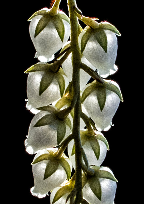 Pieris japonica - 4